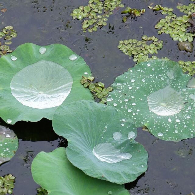 Just one glance at Lily pads floating on the surface of the water 🌤🌿💧
.
Looking through a group of calm and still water on the Lily pads, it is similar to a crystal clear ‘Doublet’ of a gemstone. 💎
.
On the upper surface, the shape and texture of the Lily pad form the most classic excellently stone cut which is called ‘Rose Cut’. 
.
When the facets reflect with the natural light, it could reveal shiny surface from the top to the bottom of the piece. 

📷 by : Waran Sangkawibha